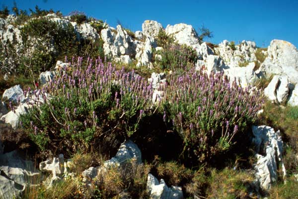 fauna y flora montgó